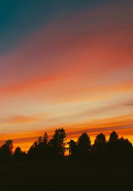 Ateşli turuncu ve pembe günbatımı, huzurlu bir akşamda uzun ağaçların arkasında gökyüzünü aydınlatıyor.
