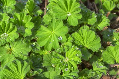 Yeşil yaprakları çiğ veya yağmur, güzel arka plan ıma damlaları ile