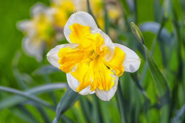 Sarı bir orta ile beyaz nergis yaz güneş tarafından aydınlatılmış olduğunu