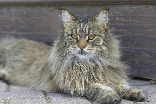 Maine-Coon-Katze — Stockfoto