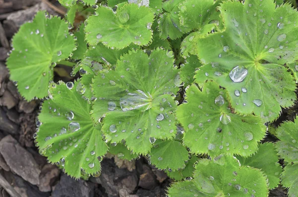 Güneşli bir günde yeşil yaprakları çiğ yağmur yağmur damlaları