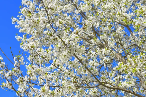 Blommande äppelträd, vita blommor på grön grenar på blå — Stockfoto