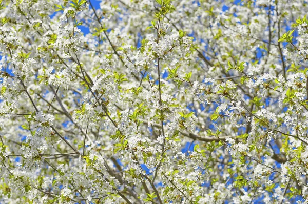 Blommande äppelträd, vita blommor på grön grenar på blå — Stockfoto