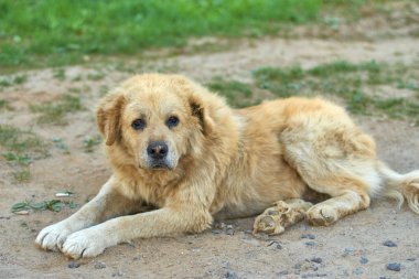 Büyük bir eski köpek yere yatıyor ve kameraya benziyor