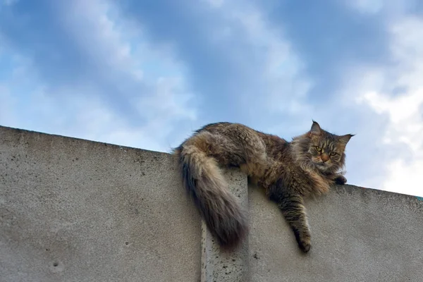 Maine Coon Katze liegt auf einem Betonzaun — Stockfoto