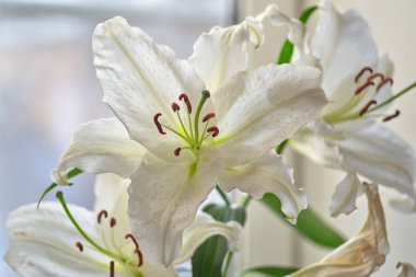 White Lily flower with brown stamens close-up