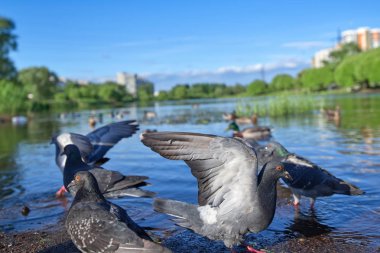 Gri gri tüyler turuncu gözleri ve kırmızı pençeleri ile güvercin