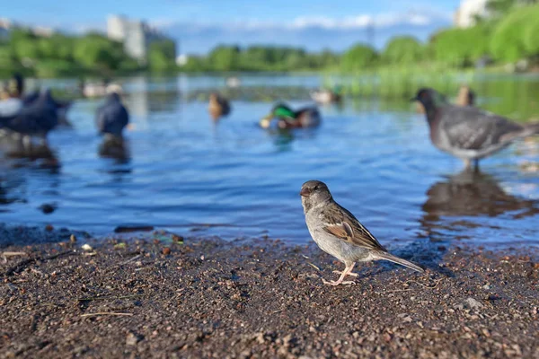 湖や他の鳥の背景に少し灰色スズメ — ストック写真