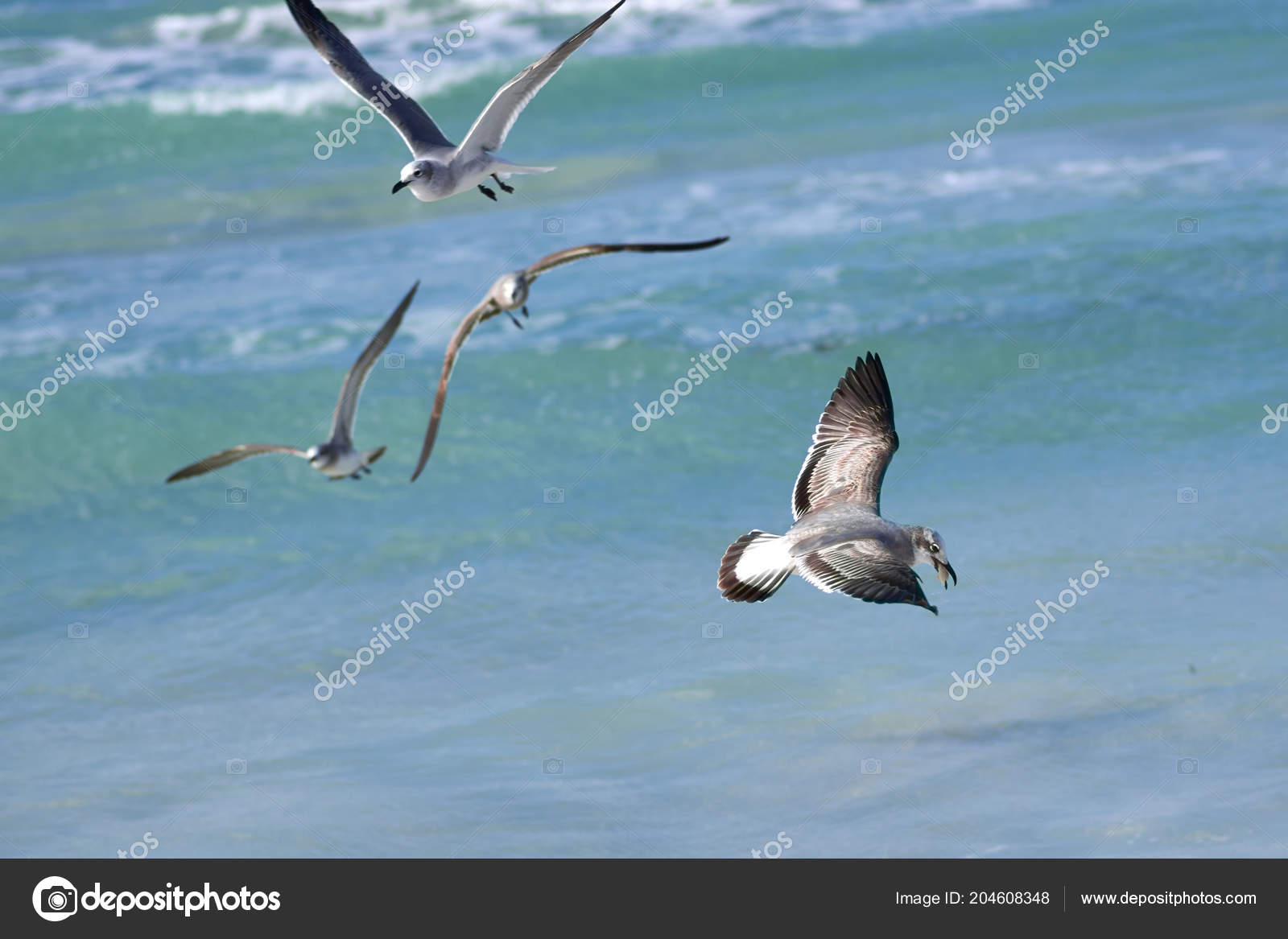 Grand Oiseau De Mer Albatros Se Trouve Sur Leau Avec La