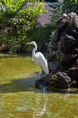 Kırmızı gagası ile uzun bacaklar beyaz balıkçıl