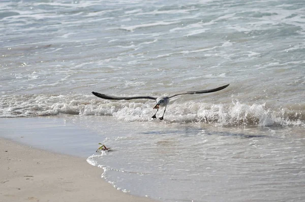 Büyük deniz kuşu Albatros gagası avını suyla oturur — Stok fotoğraf