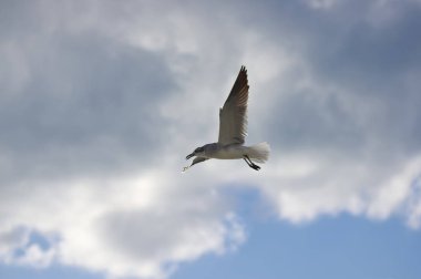 Kanatlarını Yayilim Albatros rai arka karşı uçar