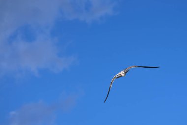 Büyük deniz kuşu Albatros denizin uçar.