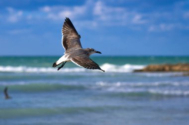 Kanatlarını Yayilim Albatros se arka karşı uçar