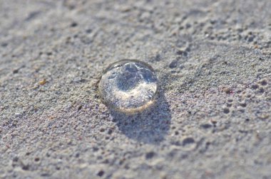 kum üzerinde küçük bir şeffaf denizanası tarafından aydınlatılmış 