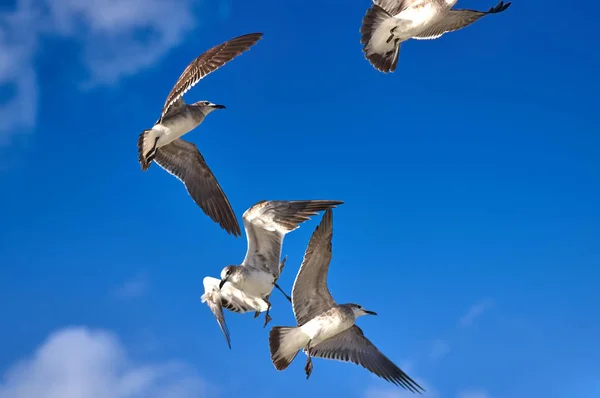 Mavi bir gökyüzü karşı mücadele albatroslar sürüsü — Stok fotoğraf