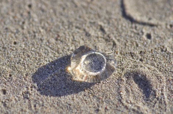 砂の上に小さな透明なクラゲで照らされている、 — ストック写真