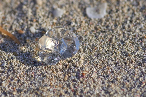砂の上に小さな透明なクラゲで照らされている、 — ストック写真