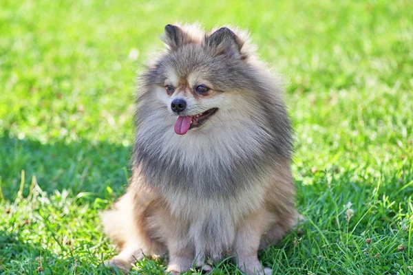 Spitz köpek ile kalın saç yakın çekim — Stok fotoğraf