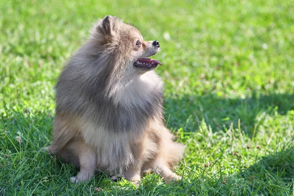 Pomeranian Pomeranian Sable krem vida güneşin onun dudak ile — Stok fotoğraf