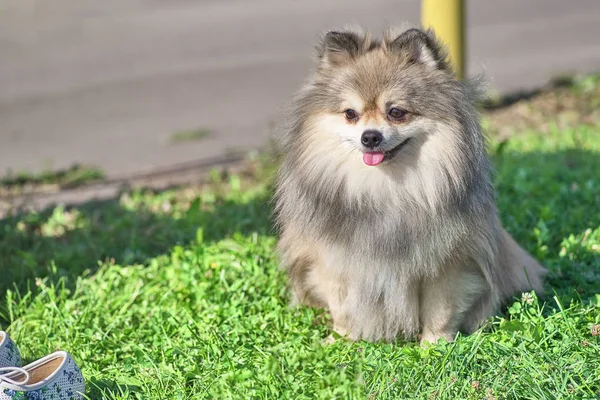 Spitz cão com cabelo grosso close-up — Fotografia de Stock