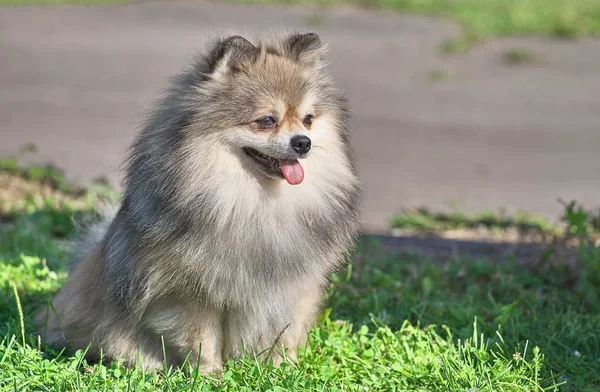 Pomeranian Pomeranian Sable krem vida yakın çekim — Stok fotoğraf