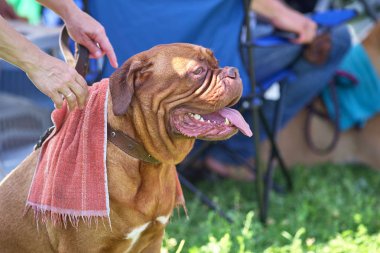 Neapolitana Mastino sakin karakter yakın çekim ile büyük bir köpek