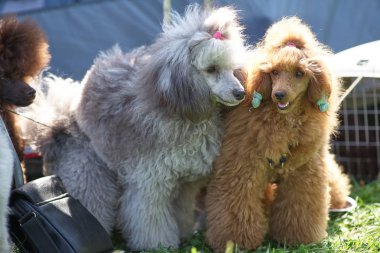 Farklı renkler yakın çekim iki kaniş