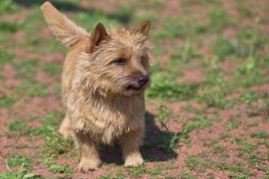 Batı Dağlık beyaz korkunç İskoçya'da yetiştirilen köpekler çeşidi