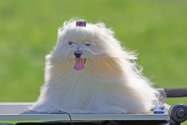 Bologna små dekorativa hund närbild — Stockfoto