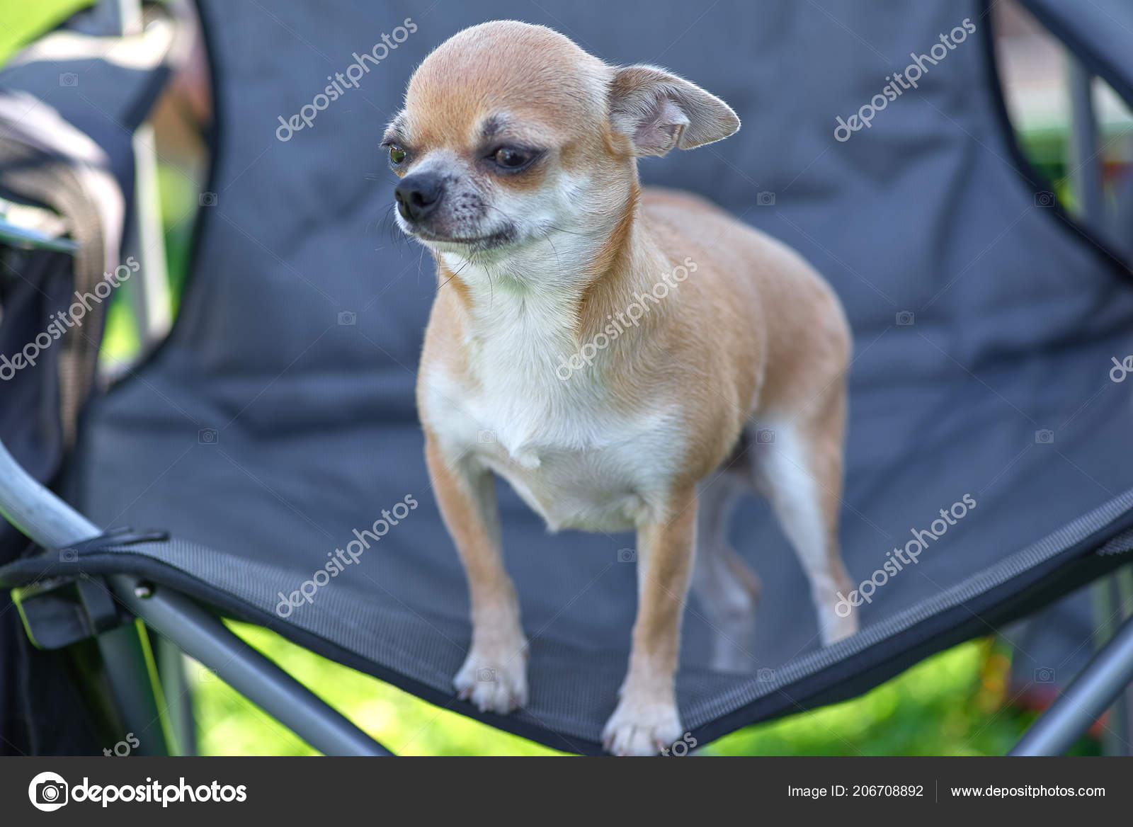 Chow Chow Small Dog With Short Hair Close Up Stock Photo