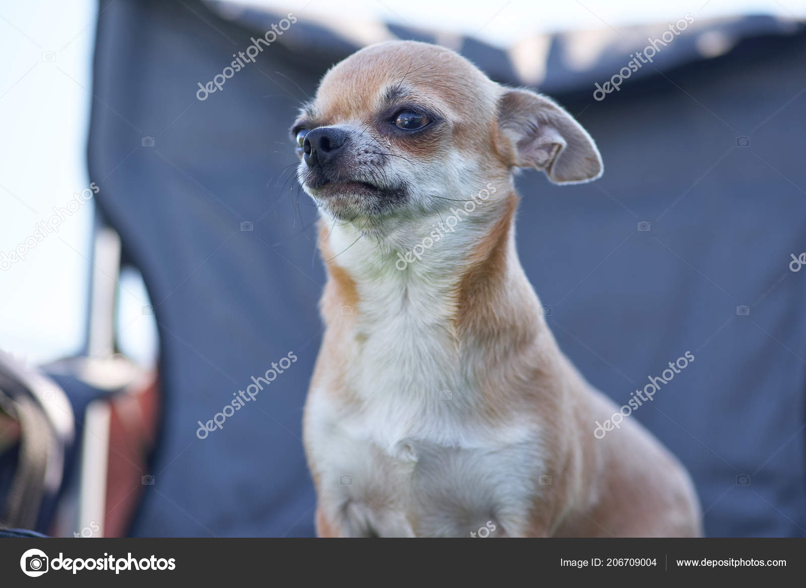 Chow Chow Small Dog With Short Hair Close Up Stock Photo