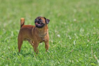 Pug köpek yeşil çim yakın çekim bir arka plan üzerinde