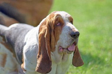 Bloodhound yavru köpek kısa saçlı ve kısa bacakları ve uzun bir t
