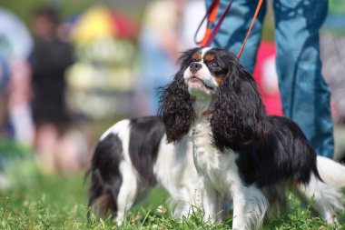 Düşüncesiz kral şarlatan İspanyol IColor siyah ve beyaz