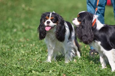 Cavalier King Charles Spaniel is a breed of companion dogs, a sm clipart