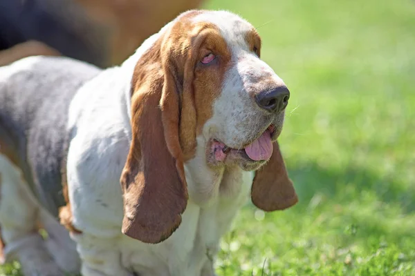 短い髪と短い足と長い t ブラッドハウンドの子犬犬 — ストック写真