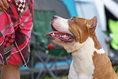 Akıllı göz yakın çekim büyük köpekle