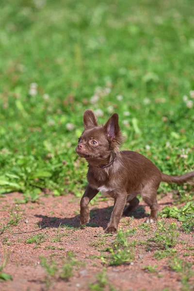 Verängstigter kleiner Hund auf grünem Gras in Großaufnahme — Stockfoto