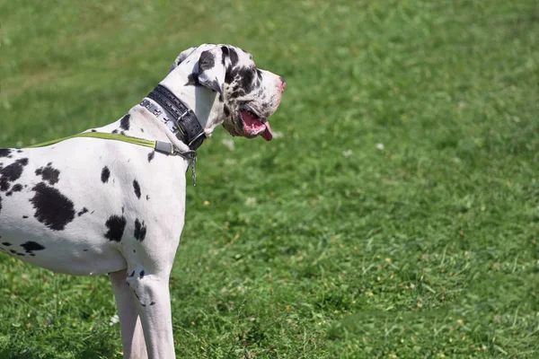 Cão alemão é uma raça de cães gigantes close-up — Fotografia de Stock