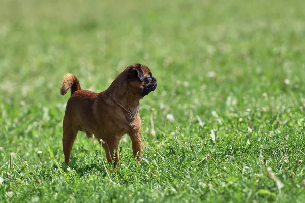 Pug σκυλί με φόντο πράσινο γρασίδι γκρο πλαν — Φωτογραφία Αρχείου