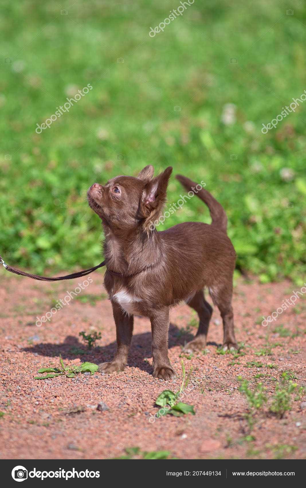 Chow Chow Small Dog With Short Hair Close Up Stock Photo