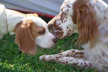 Beagle ve İngiliz seterim birbirlerine burnunu çekmek