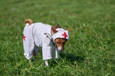 köpek alçaklık yeşil gra çerçevede bir hemşire kostüm