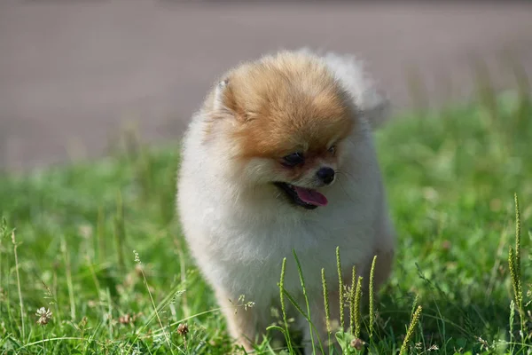 두꺼운 머리 클로즈업 된 스 피 츠 강아지 — 스톡 사진