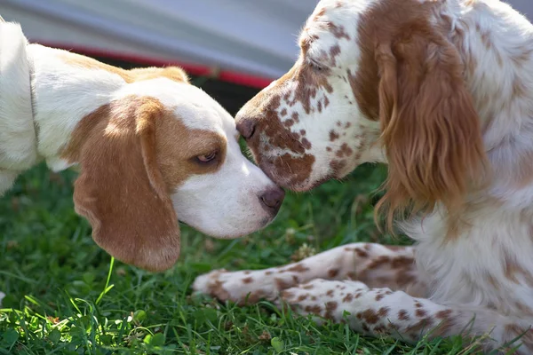 Beagle y el setter inglés se olfatean entre sí — Foto de Stock