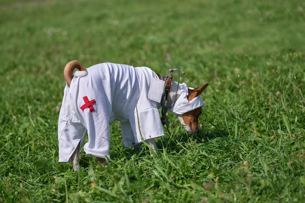Perro basenji en un traje de enfermera en un fondo de gra verde — Foto de Stock