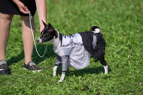 Dog basenji in a Spanish dress on a background of green grass cl — Stock Photo, Image