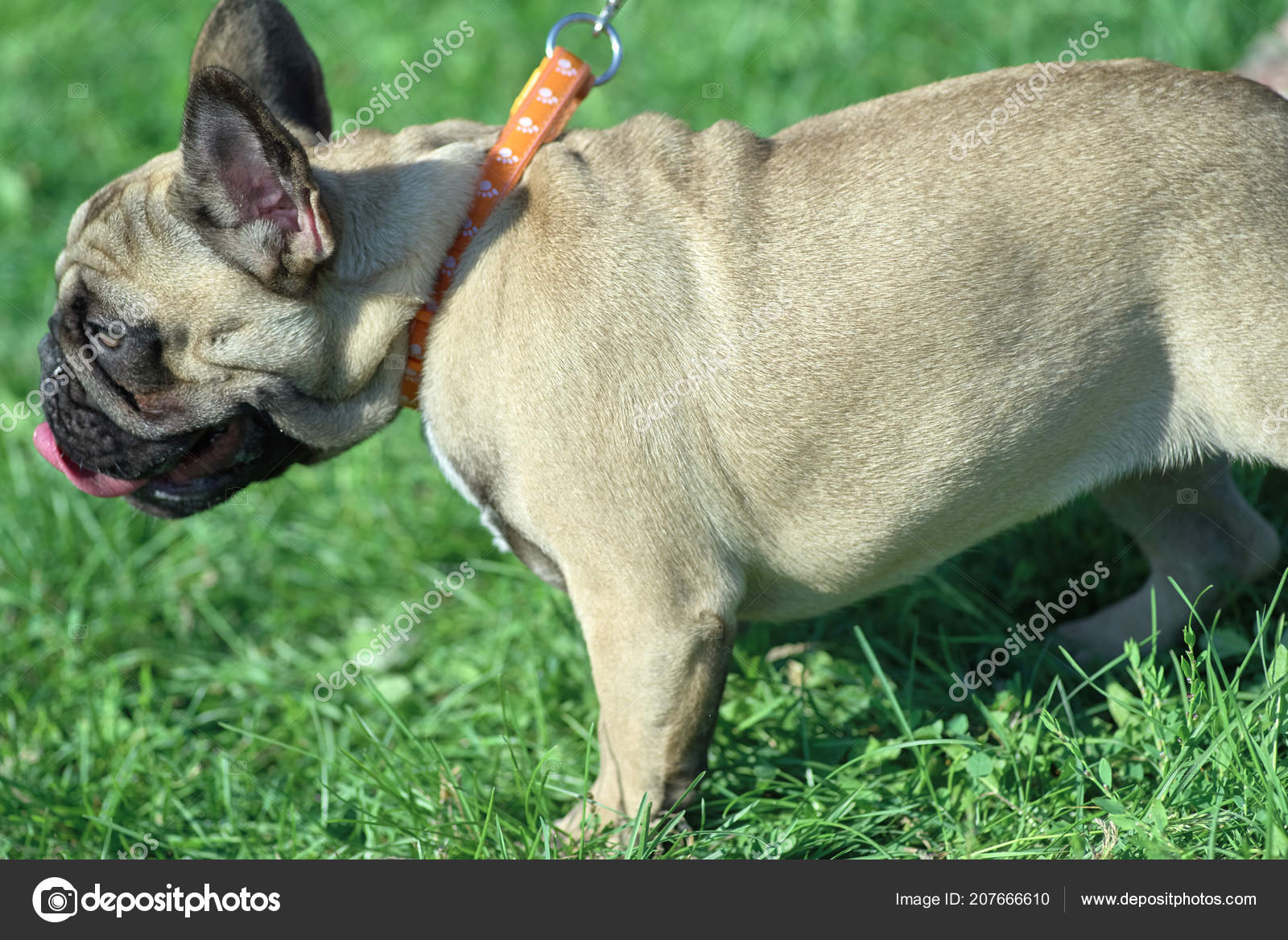 French Bulldog Shorthaired Breed Of Mastiff Type Dogs Close Up