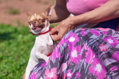 Uyumak güneş yakın çekim gözlerinde yanıp söner.